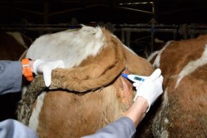 a person holding a thermometer on a cow's back