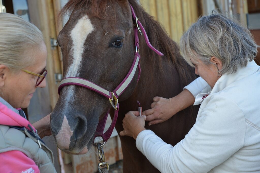 Blutabnahme beim Pferd durch Tierärztin für die Dunkelfeldmikroskopie